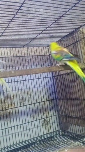 #viral #youtubeshorts #birds #parrot #viralvideo #viralshorts #video#trendingshorts#youtube #vtuber