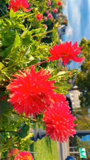 Gorgeous Blooms on the Gloucester Harborwalk #nature