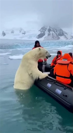 This Orca Just Saved an Entire Boat of People 🐋💥🐻‍❄️