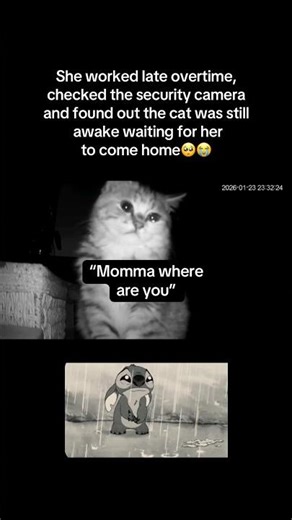 Cat was lonely🥺 #fyp #viral #animals #cat #cats #camera #catvideos #cute #sad #aww #fypシ #shorts