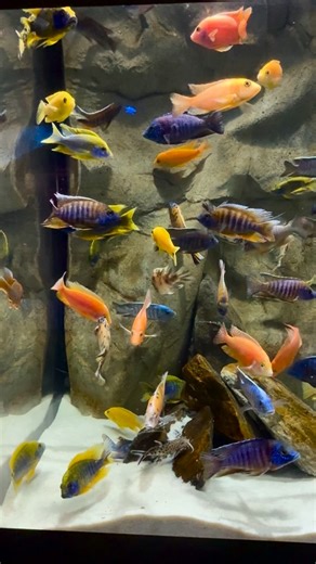 1K views · 105 reactions | Have you seen the cichlids fish? ✨ These colorful fish are found in Africa, Central and South America, parts of Jordan, Iran, India, Madagascar and Sri Lanka. One lake in central Africa has over 500 diff. cichlid species.  Be sure to check them out during your next visit! | The Florida Aquarium | Facebook