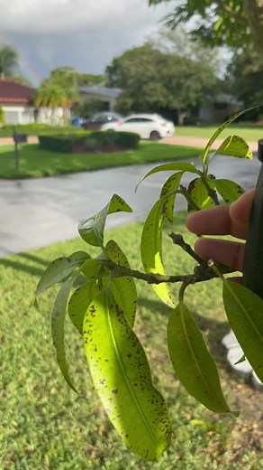Trimming a Healthy Mango Tree at Home for Disease Prevention