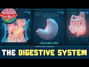 The Digestive System