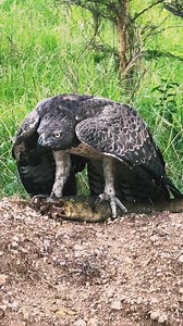 The Martial Eagle powerful 😲 #eagle #eaglepower47 #eaglepower47challenge | Eagle power