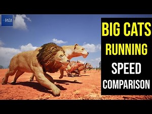 Big Cats Running Speed Comparison