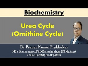 Urea cycle- site, steps, regulation, and energetics