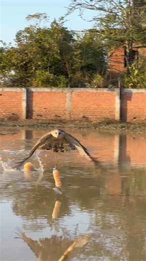 Hawk eagle trainning 😲😯 #falconry #falcon #hawk #bird #raptor #wildlife #nature #conservation #education #training #hunting #sport #hobby #passion #love #respect #wildfalconry #birdofprey #freedom #soaring #freedomofflight #birdattack #birdattacks | Anime