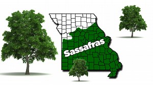 TREE ID: SASSAFRAS – How well can you identify trees? These trees are probably best known for their past use of flavoring teas and root beer. The FDA now prohibits the use of sassafras bark, oil, and safrole as flavorings or food additives due to health concerns. Learn some basic tree ID facts in this short video. #WisdomWednesday -- Kristie@MDC | Missouri Dept. of Conservation