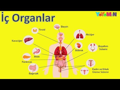 İç Organlarımız | İç Organlarımızı Öğrenelim | Organlar | Mino Öğretiyor