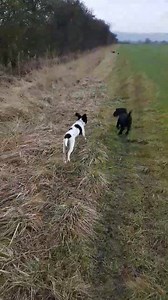 All different shapes and sizes ❤ | Muddy pups dog walking | Facebook