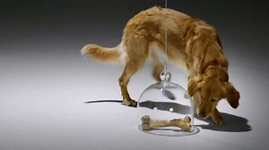 Comcast Business TV Spot, 'Dog Bones'