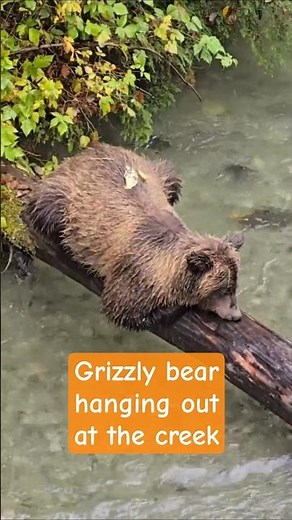 Alaska, Grizzly Bear Sharpening Teeth on Tree | Alaska Wildlife Short