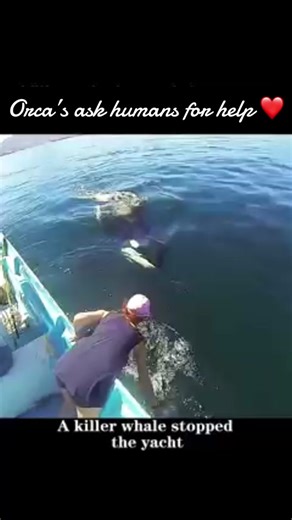 Orca Calf Cries for Help - Heartwarming Rescue Story