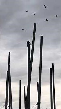 Killer monkey at Chester zoo, monkey pulls seagull from the sky and eats alive