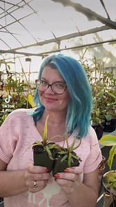 3.3K views · 125 reactions | Drosera adelae is great choice for a terrarium! This beautiful sundew likes a wide range of light conditions and high humidity. www.californiacarnivores.com | California Carnivores | Facebook