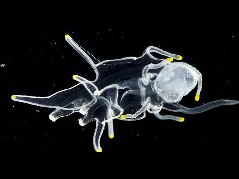Larval stages and metamorphosis of a starfish