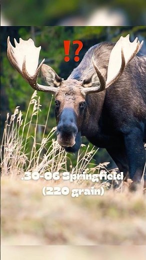 Choosing the Best Caliber for Moose Hunting