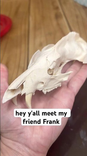 Articulating an opossum jaw & teeth #skeleton #anatomy #bones #skull #mandible #farmlife #oddities