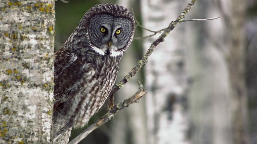 Owls are master predators of the sky, thanks to their superior senses. | National Geographic Animals