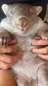 Arthur the wombat certainly caused a scene in 2025 with his belly scratches. Over 1 million people around the World watched and adored him. What a character! Why not book your animal mad child in for our junior zoo keeper workshop next Thursday the 8th of January. Booking link: https://weteachme.com/classes/1013213-zoo-experience-with-tv-zoologist-chris-humfrey?srsltid=AfmBOop_6KkLHq8DEkVqsBIIQEJ0-PnXf2yV0uzjKadwE4EcMx10kPeR #wombats #wombat #ohyeah #juniorzookeeper #love | Wild Action