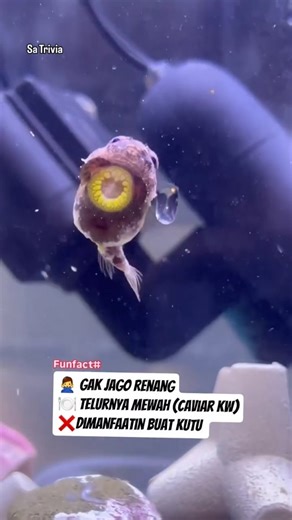 SA TRIVIA on Instagram: "Tau gak sama ikan yang satu ini?🐡 Namanya lumpfish. Ikan mungil yang telurnya berharga bombastis. Orang bilang, ini tuh versi kw nya caviar. 3 jutaan per kilonya.🫢 Badannya buntal, bikin dia keberatan, jadinya susah renang hehe. Uniknya, dia punya "perekat" buat nempel di bebatuan.🪨 Udah gitu, dia kayak cleaning service, makanin parasit atau kutu laut. Sampe nih, beberapa restoran mewah, manfaatin dia buat basmi kutu di ikan salmon. Masalahnya, ikan ini bisa rentan ma