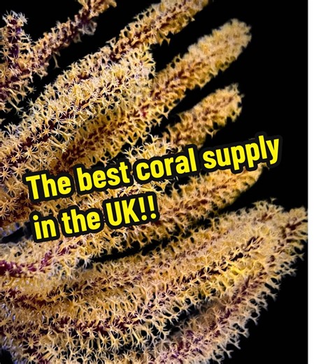The Best Coral Supply in the UK - Finest Aquatics