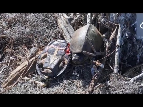 🐢 Turtle jump from eaglet nest | Kisatchie National Forest E-1 | Mar 5, 26
