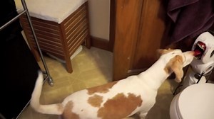 Dog faces a mischievous toilet paper prank