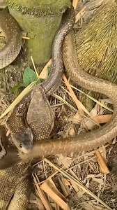 7.1K views · 151 reactions | Snake vs Monitor lizard fighting #lobster #healthtips #nationalgeographic @highlight | Anwarul Mubin Ali Begum | Facebook