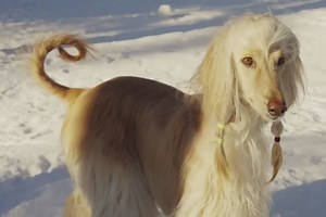 12 Dogs That Are Surprisingly Independent for a “Man’s Best Friend”