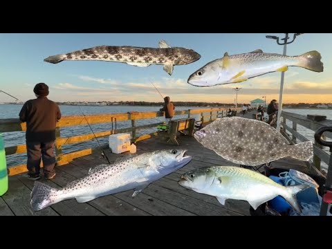 Bluefish Run at Ocean View Fishing Pier in Norfolk, Virginia | Fishing Vlog