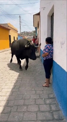 A brave woman vs. bull 🐃