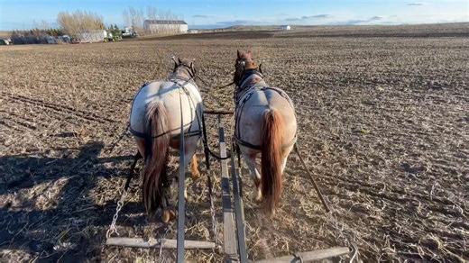 These 2 mares are ready for new pastures. I really do enjoy driving them… We spent 2 hours cleaning correls this afternoon. I switch sides again and they walked away with ease. Wilma and Betty are lots #1 and #2 so they will be up on Sat May 3@ 1pm sharp don’t miss out Drive/Pack/Ride Wild Rose Draft Horse Association ￼ | 24-2 Draft Horses