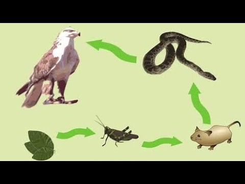 Cadenas alimentarias - Ciencias Naturales