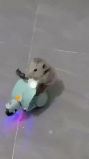 Funny and Cute Hamsters Video Compilation