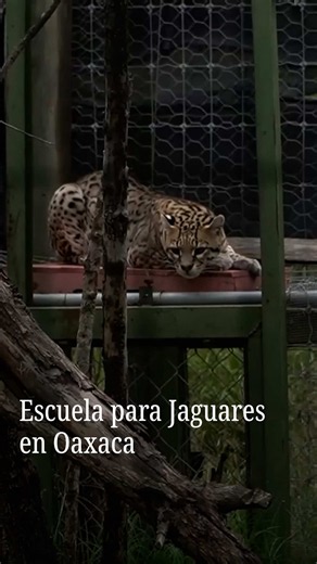 En el santuario de jaguares Yaguar Xoo, ubicado en los Valles Centrales de Oaxaca, especialistas están implementando un sistema de “reasilvestramiento” con el objetivo de permitir que estos grandes felinos recuperen sus instintos naturales, desarrollen habilidades de caza y regresen a su hábitat natural. El programa combina la rehabilitación física con ejercicios que estimulan el comportamiento de los animales; los expertos diseñan pruebas en las que los jaguares y otros felinos deben acechar, t