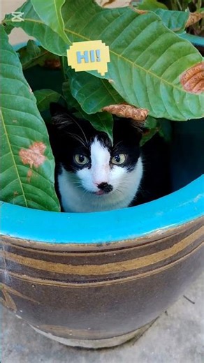 🐱 #貓咪日常 #cat #animals