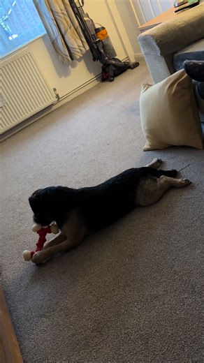 Frog legs 💙 #trending #viral #fyp #borderterrier #adayinthelifeofbertie
