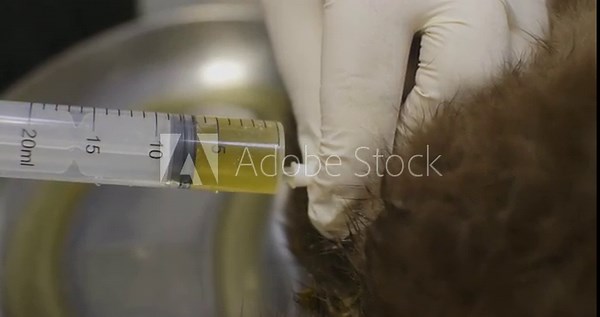 A veterinary procedure in which a veterinarian empties the bladder of a cat with acute urinary retention through a urinary catheter using a syringe. Cat bladder catheterization.