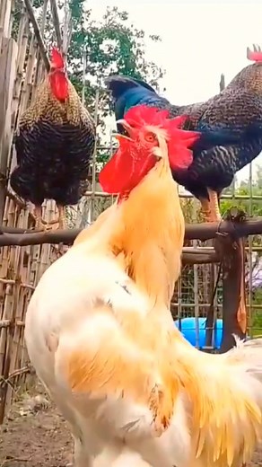 200K views · 1.9K reactions | Beautiful rooster crowing compilation plus #Roostercrowingsounds #RoosterCrowing #differentroostersounds #rooster #chicken #Roostercrowinginthemorning #RoostercrowingsoundsEffect #20Roostercrowing #RoosterCrowingCompilation #roostercrowing #roostercrowingalarm #roostercrowing | Wild BIRDS | Facebook