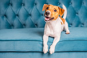What Are Dog Hot Spots and How Do You Treat Them? | Central Broward Animal Hospital