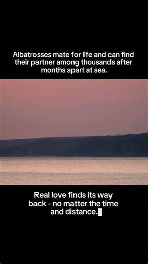 Lesson 76: The Loyal Albatross #shorts