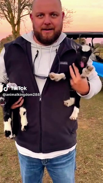 All About Adorable Sheep: A Pet Lover's Guide