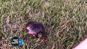 20K views · 216 reactions | TONIGHT AT SIX: The story behind a viral video of a turtle that comes running when a Sulphur women calls! See the full interview with Donna Thibodeaux on 7News at Six. Video posted with permission from RightThisMinute | KPLC 7 News | Facebook