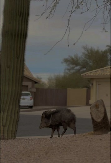 Exploring Unique Arizona Wildlife: Meet the Javelina