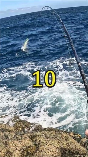 HOW MANY JUMPS CAN DO MAHI? THE MOST JUMPING FISH EVER! #fishing #topwater #mahi #fishingtrip