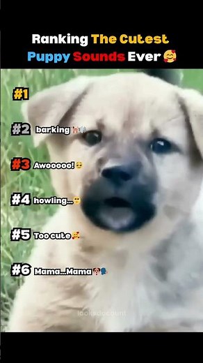 Ranking The Cutest Puppy Sounds Ever 🥰 (you’ll cry)