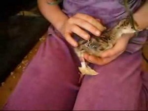 Splint on a turkey chick (poult) to fix splayed or spladel leg with Freedoms Garden