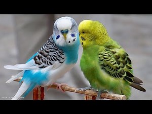 6 Hours Nature Sounds Parakeets Budgies Chirping Singing. Reduce stress blood pressure