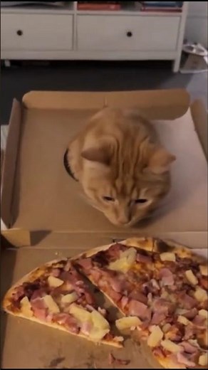 Cutest Cats in a Box – Adorable & Funny Cat Moments, Cats Playing, Hiding and Loving Boxe
